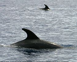 Großer Tümmler - Whale Watching bei Pico (Azoren)