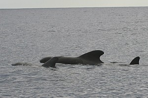 Grindwale (engl. pilot whales), Whale Watching bei Pico (Azoren)