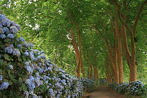 Allee mit Hortensien bei Nossa Senhora dos Remédios auf São Miguel (Azoren)