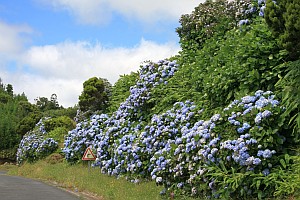 Hortensien am Strassenrand auf São Miguel