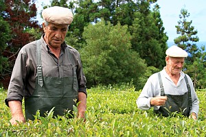 Arbeiter entfernen Unkraut auf der Teeplantage Chã Gorreana