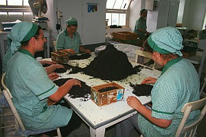 Arbeiterinnen in der Teefabrik Chã Gorreana sortiern Teeblätter in Handarbeit