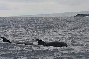 Delfine bei São Miguel, Azoren